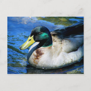 Postal ¿Qué es Quackin?
