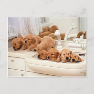 Postal ¿Qué es un baño? Cute Puppies Descubre BathTime