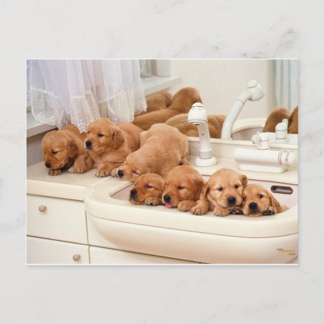 Postal ¿Qué es un baño? Cute Puppies Descubre BathTime (Anverso)