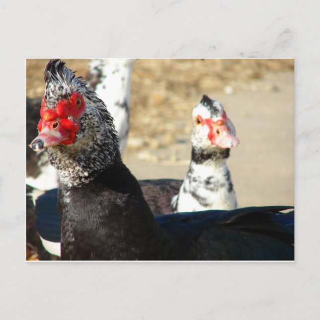 Postal "¿Qué está haciendo?" (Anverso)