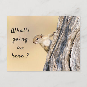 Postal Qué está pasando aquí, foto de ardilla con texto