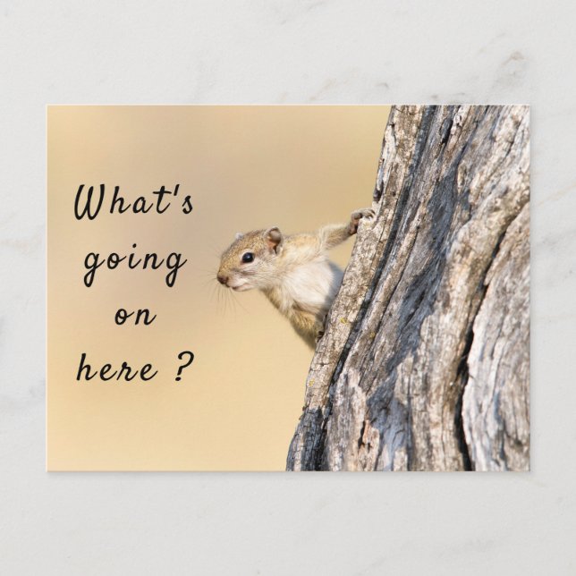 Postal Qué está pasando aquí, foto de ardilla con texto (Anverso)