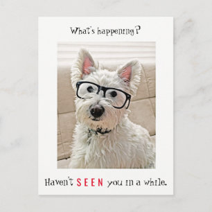 Postal ¿Qué está pasando, perro Westie llevando gafas?