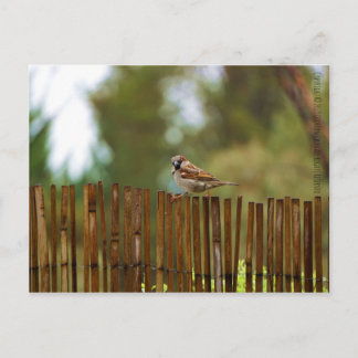 Postal ¿Qué estás mirando?