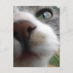 Postal ¿Qué estás mirando? Gato