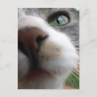 Postal ¿Qué estás mirando? Gato