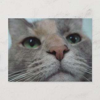 Postal ¿Qué haces?