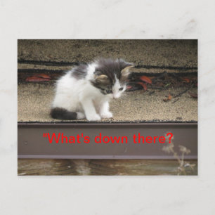 Postal "¿Qué hay ahí abajo?" Gatito curioso