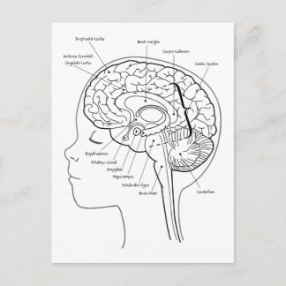 Postal ¿Qué hay en tu cerebro