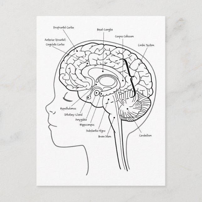 Postal ¿Qué hay en tu cerebro (Anverso)