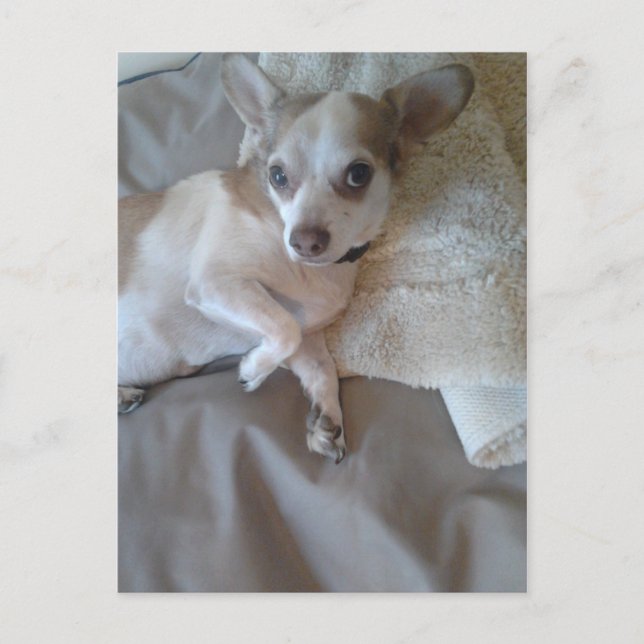 Postal ¿Qué pasa? (Anverso)