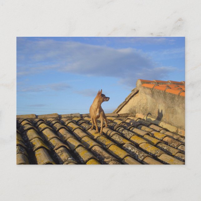 Postal ¿Qué pasa ahí? (Anverso)