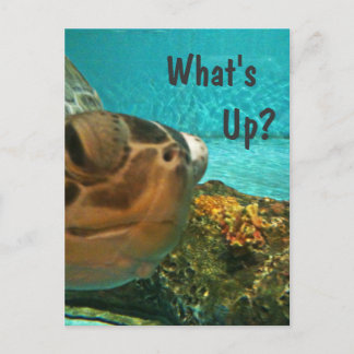 Postal ¿Qué pasa con la selfie de tortuga?
