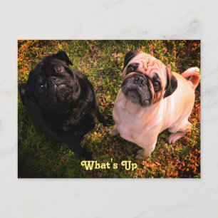 Postal ¿Qué pasa con los perros Pug?