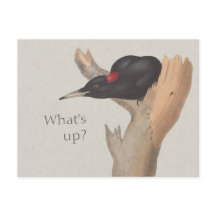 ¿Qué pasa? Curioso pájaro carpintero negro