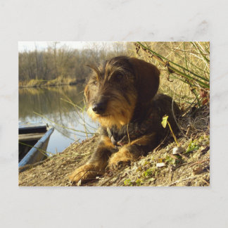 Postal ¿Qué pasa? Cute Dachshund