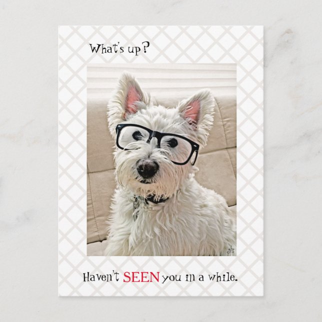 Postal Qué pasa, no te he visto, perro llevando gafas (Anverso)
