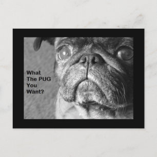 Postal Qué tal el Pug