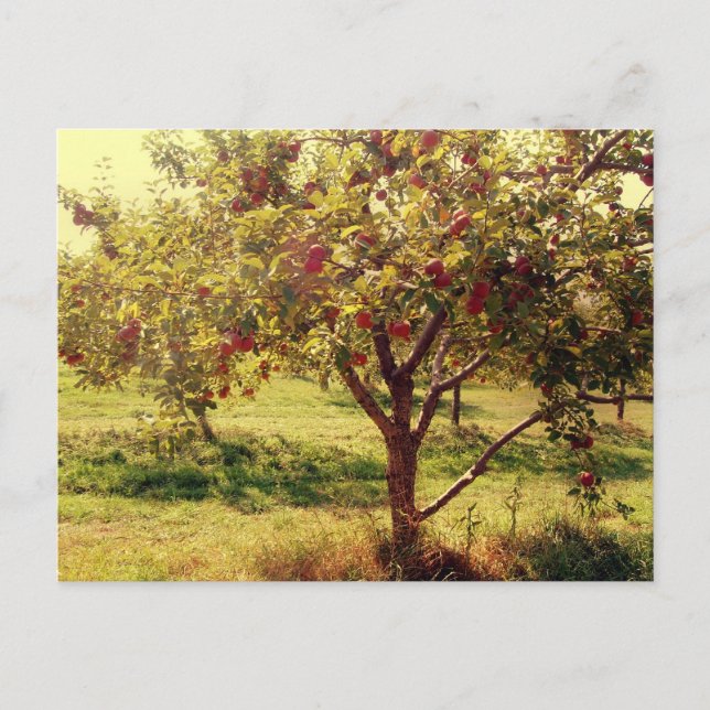 Postal Qué tal las manzanas postcard (Anverso)