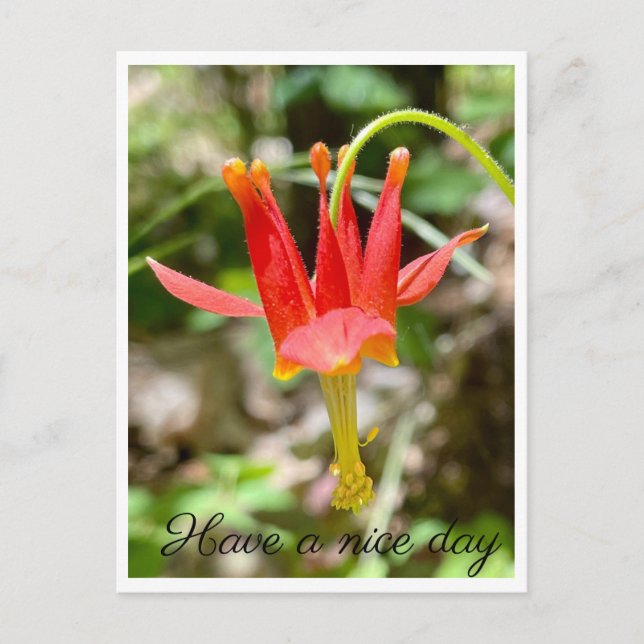 Postal Que tengas un buen día (Anverso)