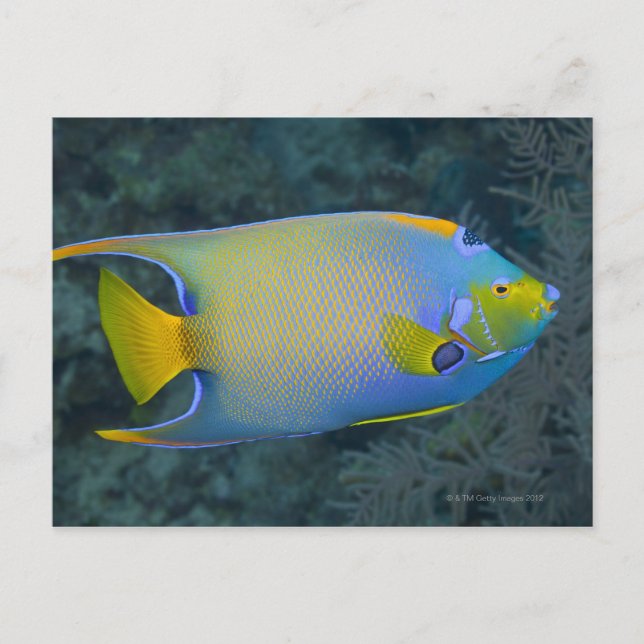 Postal Queen Angelfish (Anverso)