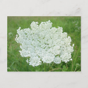 Postal Queen Annes Lace