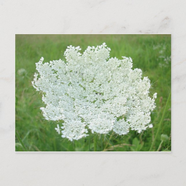 Postal Queen Annes Lace (Anverso)