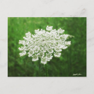 Postal Queen Anne's Lace 1 (Correa salvaje)