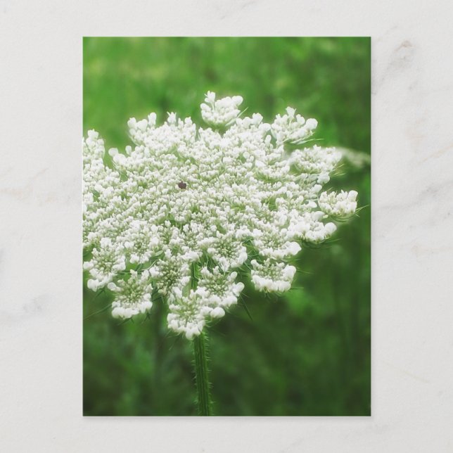 Postal Queen Anne's Lace 1 (Correa salvaje) (Anverso)