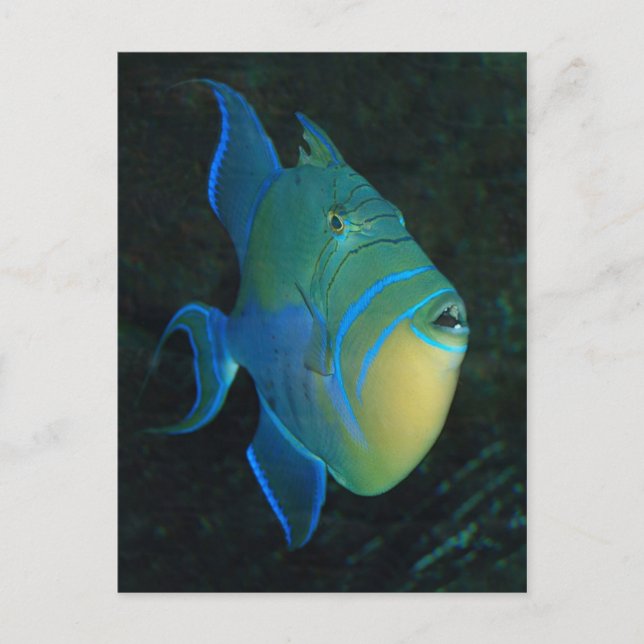 postal Queen Triggerfish (Anverso)
