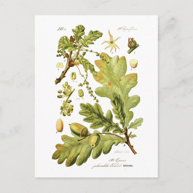 Postal Quercus pedunculata (roble inglés) (Anverso)