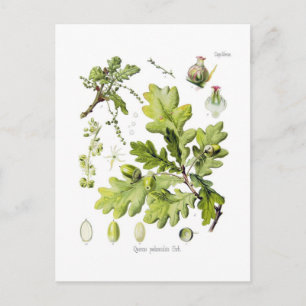 Postal Quercus pedunculata syn.Q robur. (Oak inglés)