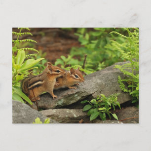 Postal Queriendo bebé Chipmunk