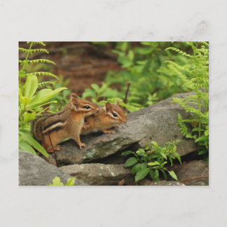 Postal Queriendo bebé Chipmunk