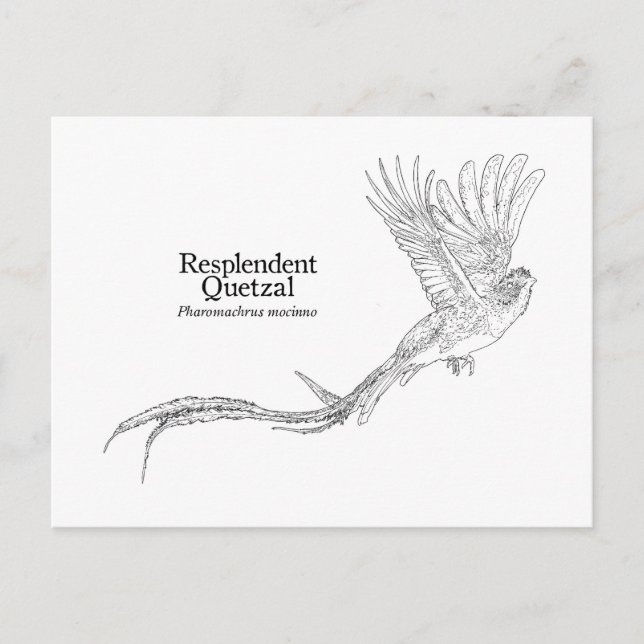 Postal Quetzal resplandeciente (Anverso)