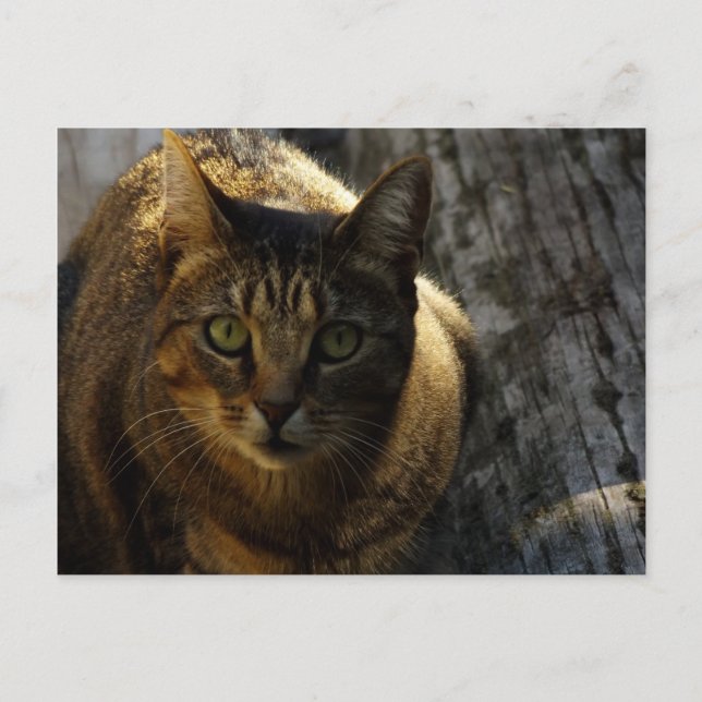 Postal ¿Quién? (Anverso)