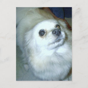 Postal ¿Quién? Cachorro de Pomerania