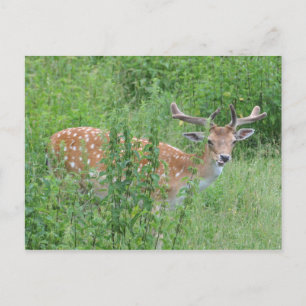 Postal ¿Quién dijo que puedes hacer eso?