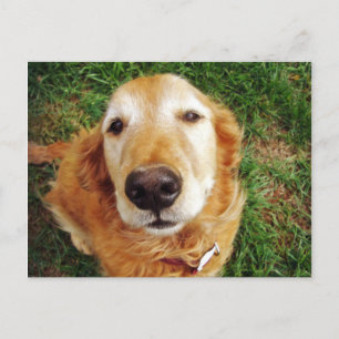 Postal ¿Quién es un buen chico?