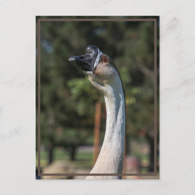 Postal ¿Quién se está yendo a quién? (Anverso)