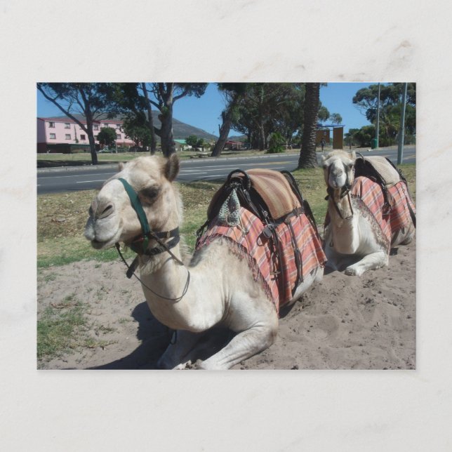 Postal ¿Quieres ir de paseo? (Anverso)