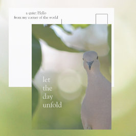 Postal Quiet Bird Moment – Let the Day Unfold Dove