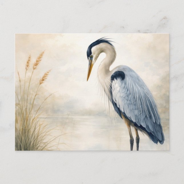 Postal Quiet Marsh Heron | Blue Heron | Postcard (Anverso)