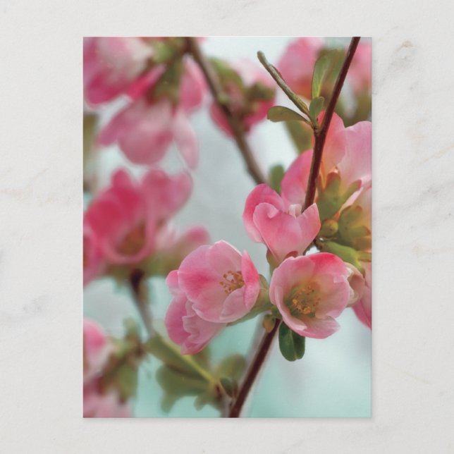 Postal Quince Blossoms (Anverso)