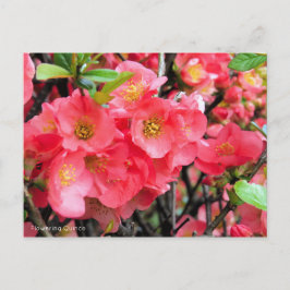 Postal Quince florido [postal]
