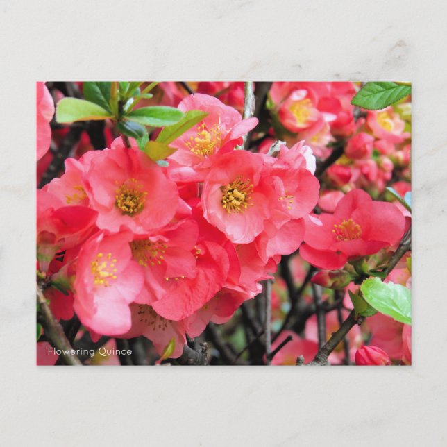 Postal Quince florido [postal] (Anverso)