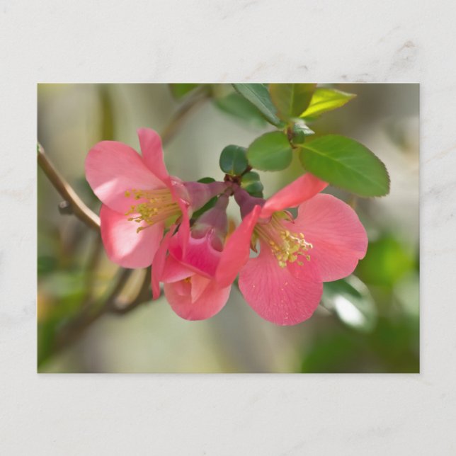 Postal Quince Glow de Flor Rosa (Anverso)