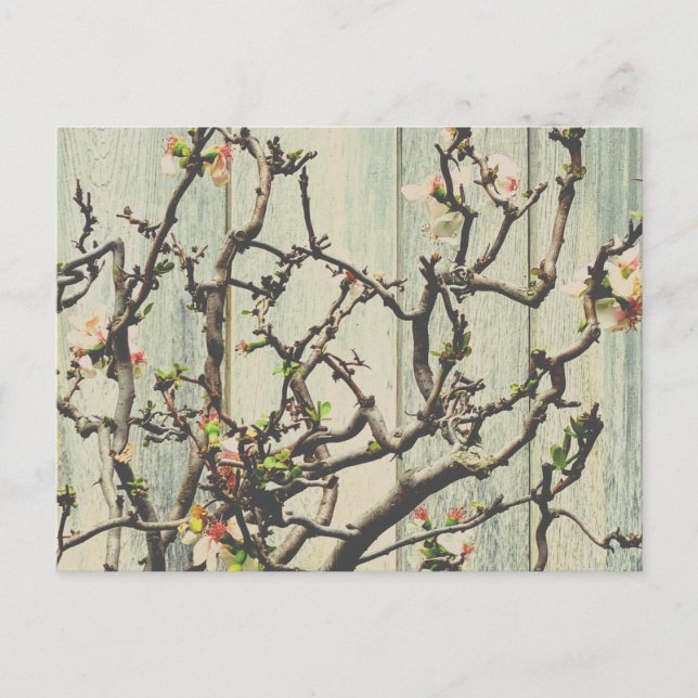 Postal Quince japonés (Anverso)
