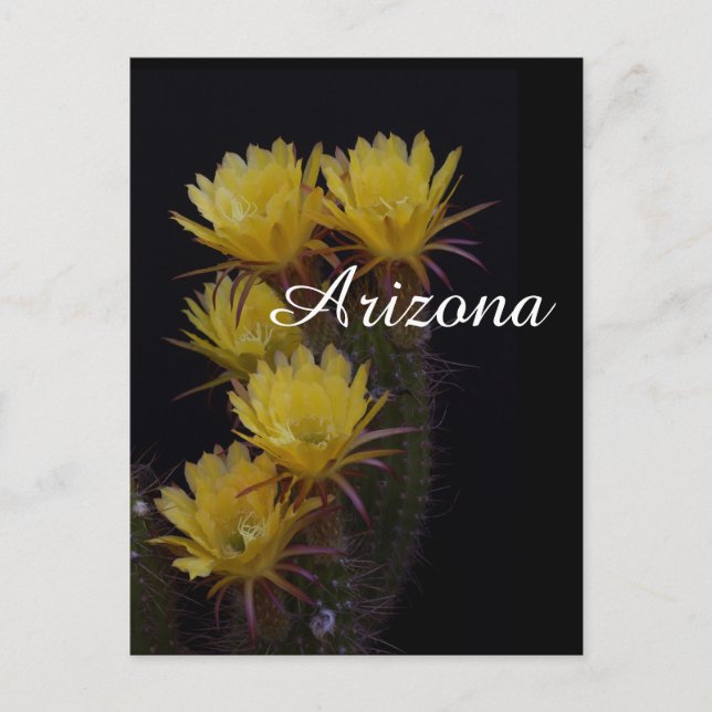 Postal Quintuple de flores de cactus, Arizona (Anverso)