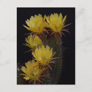 Postal Quintuple de las flores de cactus